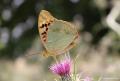 Argynnis pandora (Bahadır)